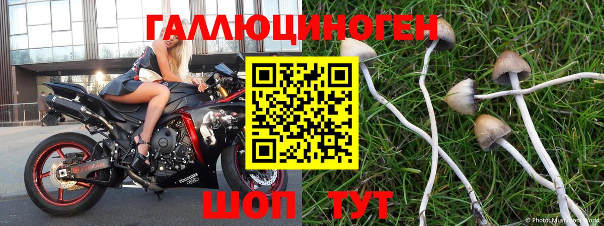 Вязники  Галлюциногенные грибы прущие грибы  Псилоцибиновые грибы мицелий  Вход с VPN 